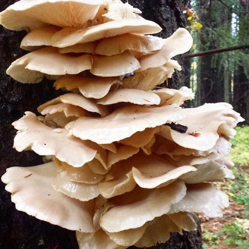 Italian Phoenix Oyster Mushroom Liquid Culture Syringe 10ml - Pleurotus pulmonarius, Contaminate Free, High Yield