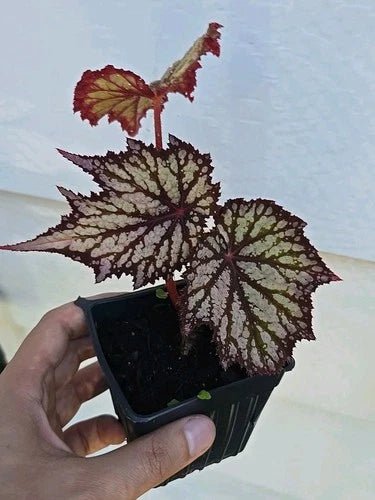 Begonia Starter Plant 3-4" Summer Storm Bareroot - The Green Collective LLC - Ideal for Indoor Gardening