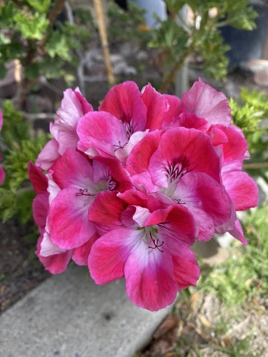 Organic Geranium Cuttings 3-Pack, Regal Pelargonium, Easy to Grow, Sun-Loving Outdoor Plant, Pelargonium spp.