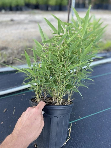 Black Bamboo Live Plant - 8 Inch Multi Cane Cold Hardy Phyllostachys nigra - Stylish Indoor/Outdoor Bamboo for Garden Decor