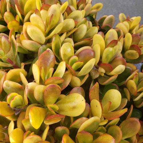 5 Cuttings Succulent Crassula Ovata Hummel Sunset Golden Jade Plant - Crassula ovata, Indoor Houseplant, Easy Care