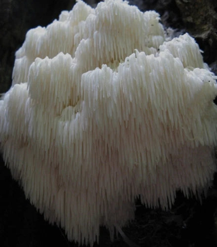 Bears Head Tooth Mushroom Liquid Culture Syringe 10-12ml - Hericium Americanum - Gourmet Edible Mushroom Cultivation