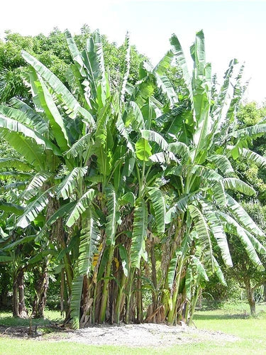 African Giant Banana Tree Starter Plant - Small Rooted - Musa Kandenii - Healthy & Well-Rooted - Tropical Indoor/Outdoor Plant
