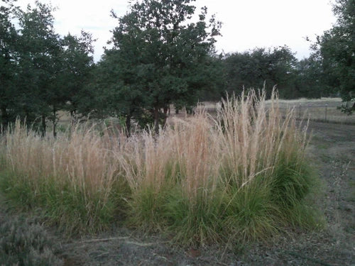 Feather Reed Grass Plugs, 6 Bare Root Live Plants, Karl Foerster's Calamagrostis acutiflora, Easy Care Ornamental Perennial Grass