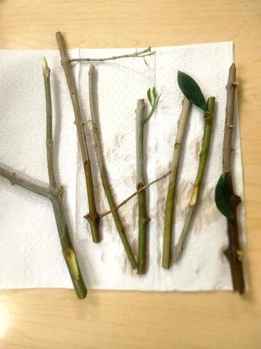 Live Organic Olive Tree Cuttings (6) - Manzanilla Variety - Unrooted - Perfect for Indoor/Outdoor Planting - USDA Zones 7-11