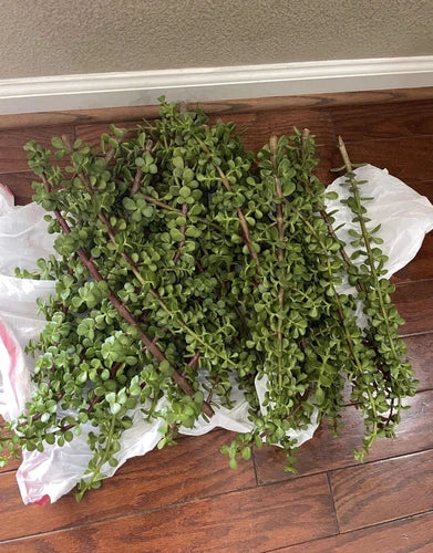 LARGE Portulacaria Afra Cuttings - 10-12" Elephant Bush Succulent Dwarf Jade - 100 Cuttings for Planting