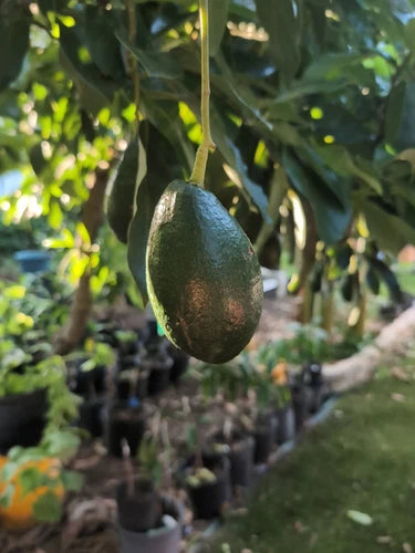 Bacon Avocado Scions for Grafting - 3 Healthy Scions for Planting - Persea americana 'Bacon'