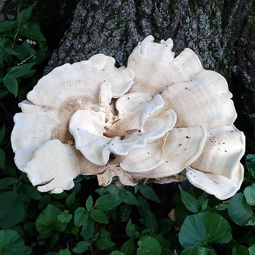 Berkeley's Polypore Liquid Culture Syringe 12cc - Bondarzewia berkeleyi Mycelium for Mushroom Cultivation and Inoculation