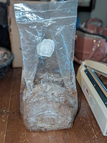 Lion's Mane Mushroom Grow Kit - Multiple Flushes, Easy-to-Use Substrate & Mycelium, Hericium erinaceus