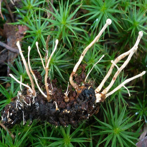 Polycephalomyces Species Liquid Culture Syringe - 12cc Mycelial Solution for Research & Pest Control Studies