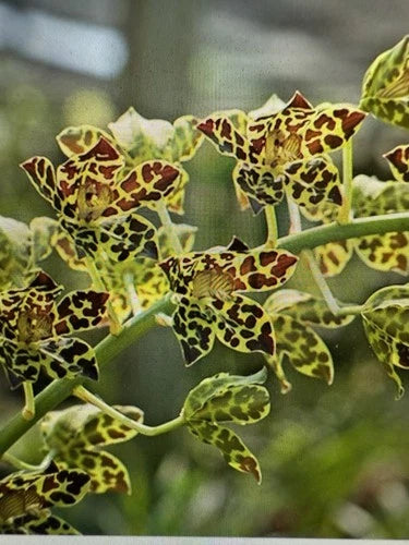 Orchid Plant Bulb - Small Bare Root - Propagation Ready - Phalaenopsis spp. - Certified Grower Quality from Hawaii
