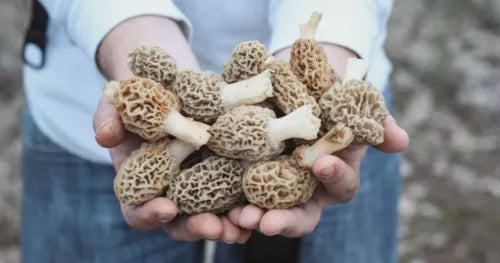 Morel Mushroom Spores Grow Kit - Sawdust Bag for 5 Gallon Yield - Morchella esculenta - Free Shipping