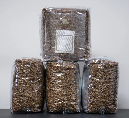 Sterilized Rye Grain Berries Mushroom Spawn Grow Bag 8 lbs (4 Pack) - MycoHaus Organic Substrate for Fungi Cultivation