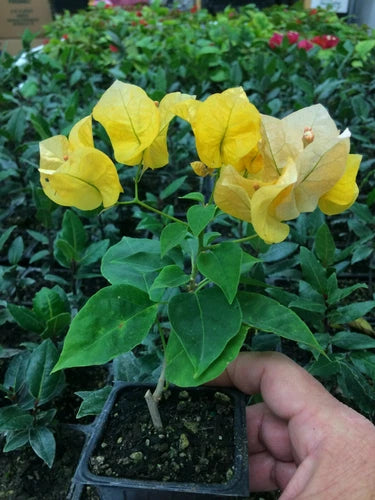 Bougainvillea Plant - 'California Gold' - Drought Tolerant - Bougainvillea glabra - Live Flowering Plant for Gardens and Containers