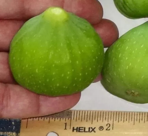 Desert King Fig Cuttings, 3 Yellow Fig Tree Cuttings, Ficus carica, Cold Hardy for Zones 5-9, Fast Growing Fruit Plant