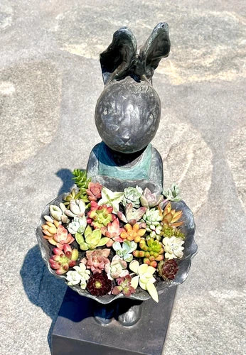 Assorted Mini Succulent Cuttings Set - 12 Organic Colorful Cuttings for Terrariums - Perfect for DIY Projects and Fairy Gardens