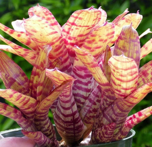 Bromeliad Offset 3-5" Neoregelia 'Life Force' Hybrid by Devonshire - Bare Root Plant for Terrariums and Vivariums