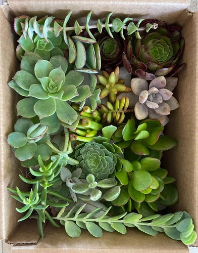 15 Organically Grown Succulent Cuttings - 15 Varieties, Multicolor Foliage, Perfect for Indoor/Outdoor - Ideal for Beginners