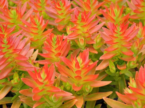 Crassula capitella 'Campfire' Succulent Cuttings - 3 Stunning Plant Cuttings for Home & Garden Decor
