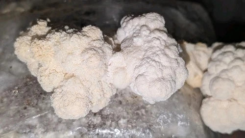Lion's Mane Mushroom Grow Kit - Multiple Flushes - Hericium erinaceus - Easy Home Cultivation with Instructions and Spray Bottle