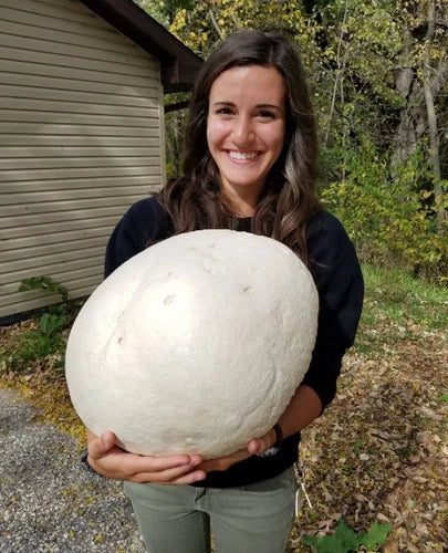 Giant Puffball Mushroom Growing Kit - Calvatia gigantea - 1 Billion Spores - Easy Outdoor Cultivation for Fall Planting