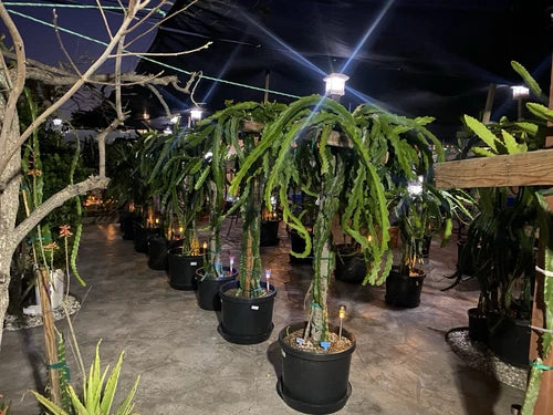 Conne Gee Dragon Fruit Cuttings 8-12 Inches - Hylocereus undatus - Tropical Cactus for Home Gardening
