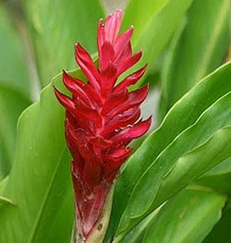 Curcuma Red Flower Plant Rhizomes - Fast Growing Turmeric (Curcuma longa) - 3 Root Bulbs for Gardening Enthusiasts