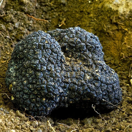 Black Truffle Liquid Culture - Tuber melanosporum - Gourmet Flavor for Home Cultivation - Ideal for Chefs and Truffle Enthusiasts