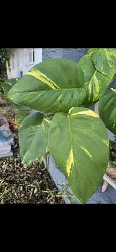 Golden Pothos Live Plant Cuttings - 5 Rooted Vines, Indoor/Outdoor, 3"-6" Long - Epipremnum aureum