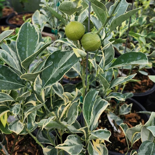 Variegated Cara Cara Navel Orange Cuttings - 3 Fresh Cuttings - Citrus Variety - Perfect for Grafting or Planting