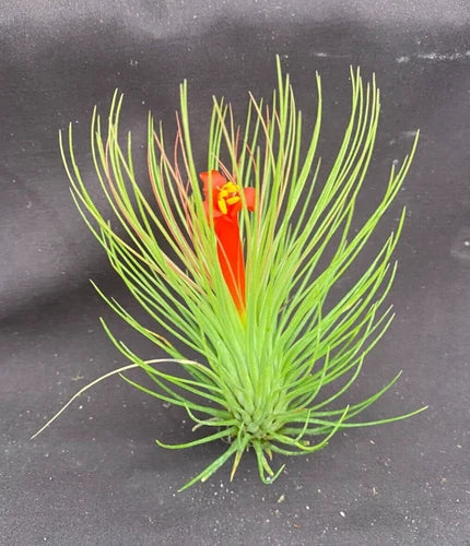 Shaving Brush Air Plant - Tillandsia andreana - 3 Inch Easy Care Air Plant with Orange Flowers