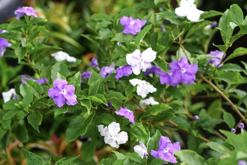Brunfelsia Pauciflora Cuttings - 10-12" Yesterday Today and Tomorrow Plant - Color-Changing Blooms - Easy Water Rooting