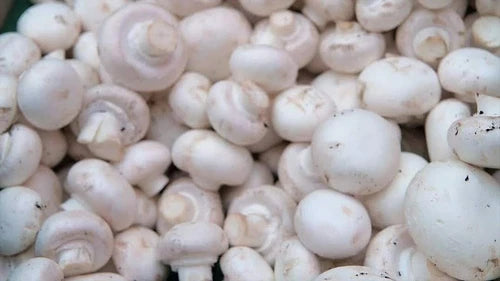 1 LB White Button Mushroom Grain Spawn - Agaricus bisporus - Live Mycelium for Gourmet Mushroom Cultivation