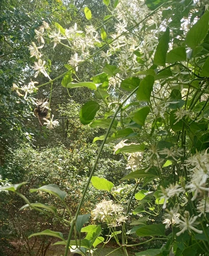 Sweet Autumn Clematis Lace Vine Bare Root Plant 8-12" Clematis Paniculata - Fragrant White Flowers, Easy to Grow, Deer Resistant