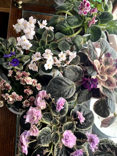 African Violet Leaves – Variegated, Mini, Trailer Double – Alice in Wonderland, Ally's Rosy Baby, Amadeus, Blackberry Jam