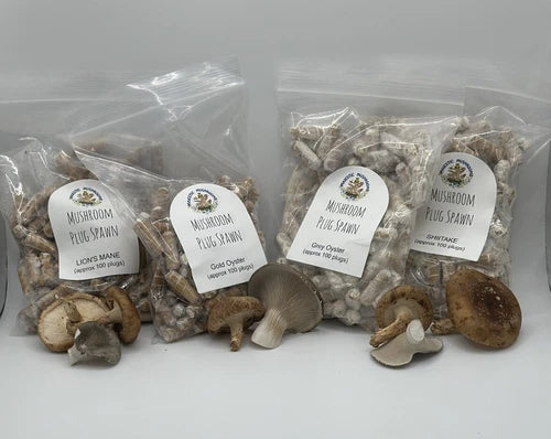 Mushroom Plug Spawn Variety Pack - 4 x 100 Premium Mushroom Plugs for Gourmet Growth - Various Species (Lentinula edodes)