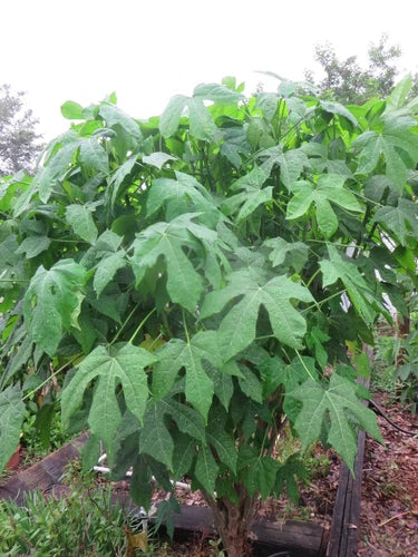 Chaya Cuttings 5 Organic Spineless Maple Leaf Variety Chaya Mansa - 8 to 10 inches Long, No Pot Included