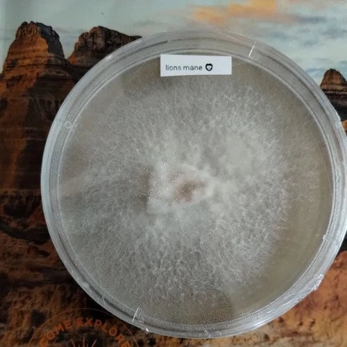 Lion's Mane Mushroom Culture Plate - Clean Cultured Mycelium - Hericium erinaceus