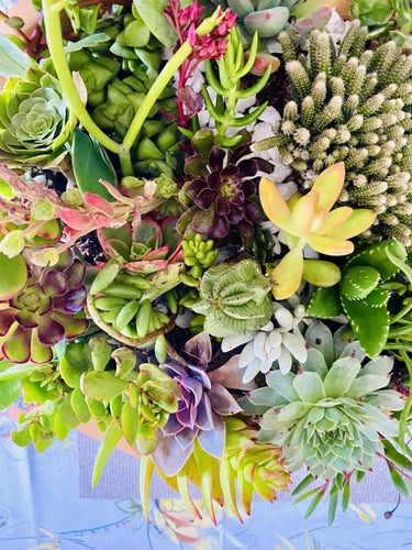 20 Assorted Organic Succulent Cuttings + 2 Free Cuttings - Perfect for DIY Decor, Gifts, or Collection - Chemical Free Succulents