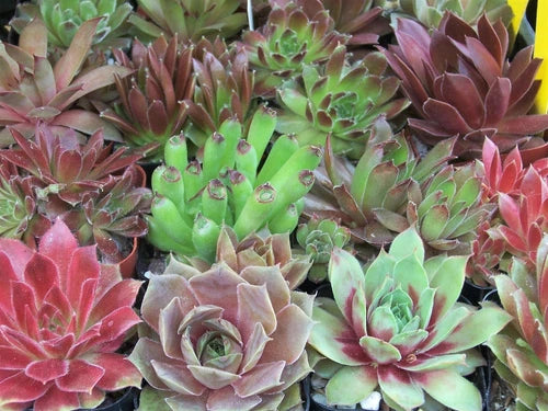 Rooted Sempervivum Hen & Chicks Starter Plants - 10 Varieties in 2" Pots - Sempervivum Succulents for Gardens & Containers