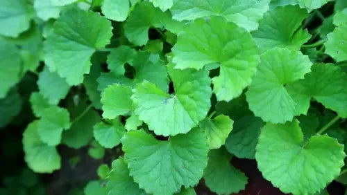 15 Bare Root Indian Pennywort Plants - Centella Asiatica - Edible Sub-Tropical Herb for Garden & Outdoor Use