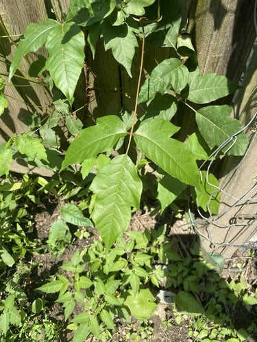 Poison Ivy Cuttings Pack of 3 - Fast Growing Climber for Outdoor Use - Hedera Genus Vines - Ideal for Mediterranean & Tropical Climates