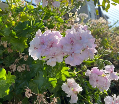 Trailing Ivy Geranium Cuttings - 2 x 6" White & Pale Pink Pelargonium Peltatum - Easy to Propagate Live Plants
