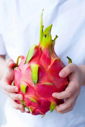 Dragon Fruit Plant Cuttings & Seeds - Rare Pitahaya - 50 Seeds - Organic Dragon Fruit for Home Gardening