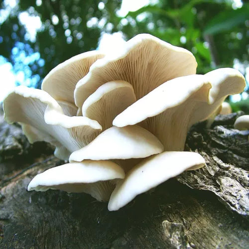 Florida Oyster Mushroom Liquid Culture - Pleurotus ostreatus var. Florida - Easy Grow Gourmet Mushroom Starter