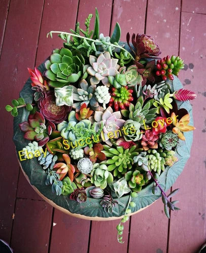 18 Assorted Succulent Cuttings - Variety Pack for Planting - Easy Care Succulents - Perfect for Gardens - Random Mix