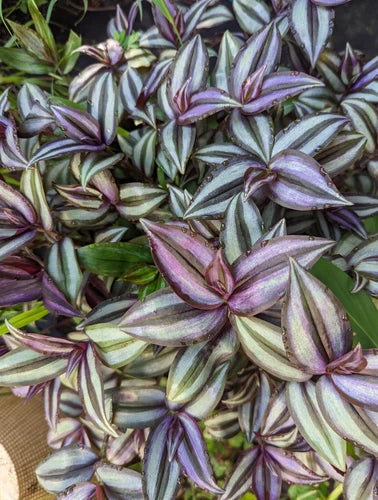 10 Cuttings Tradescantia Zebrina Wandering Jew Plant - Green & Purple Variegated - Ideal for Home Gardening - (Tradescantia Zebrina)