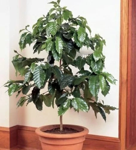 Rooted Starter Plant | Arabica Coffee Bean | Coffea arabica | Grow Your Own Coffee at Home | Perfect for Plant Lovers