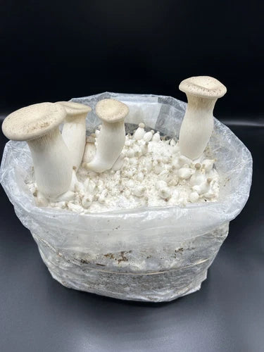 King Oyster Mushroom Liquid Culture 10ml - Pleurotus eryngii, Contamination Free, Lab Produced, Ready for Grain Spawn