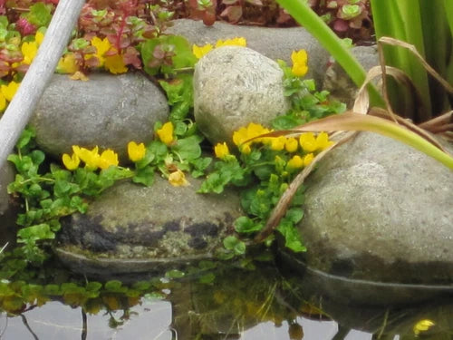 10 Creeping Jenny Rooted Cuttings - Lysimachia nummularia - Groundcover for Marsh, Pond, or Shade - Moneywort Plant Starts